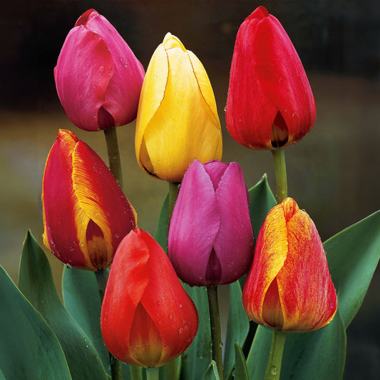 Tulpen Darwin Hybride gemengd (x30) - Bakker