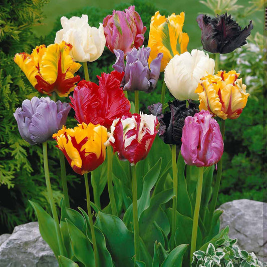 Parkiet tulpen gemengd (x15) - Bakker