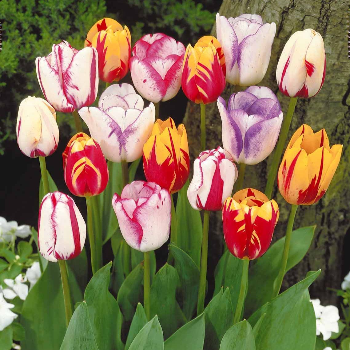 Tulpen - Gevlamde tulpen gemengd (x20) - Tulipa