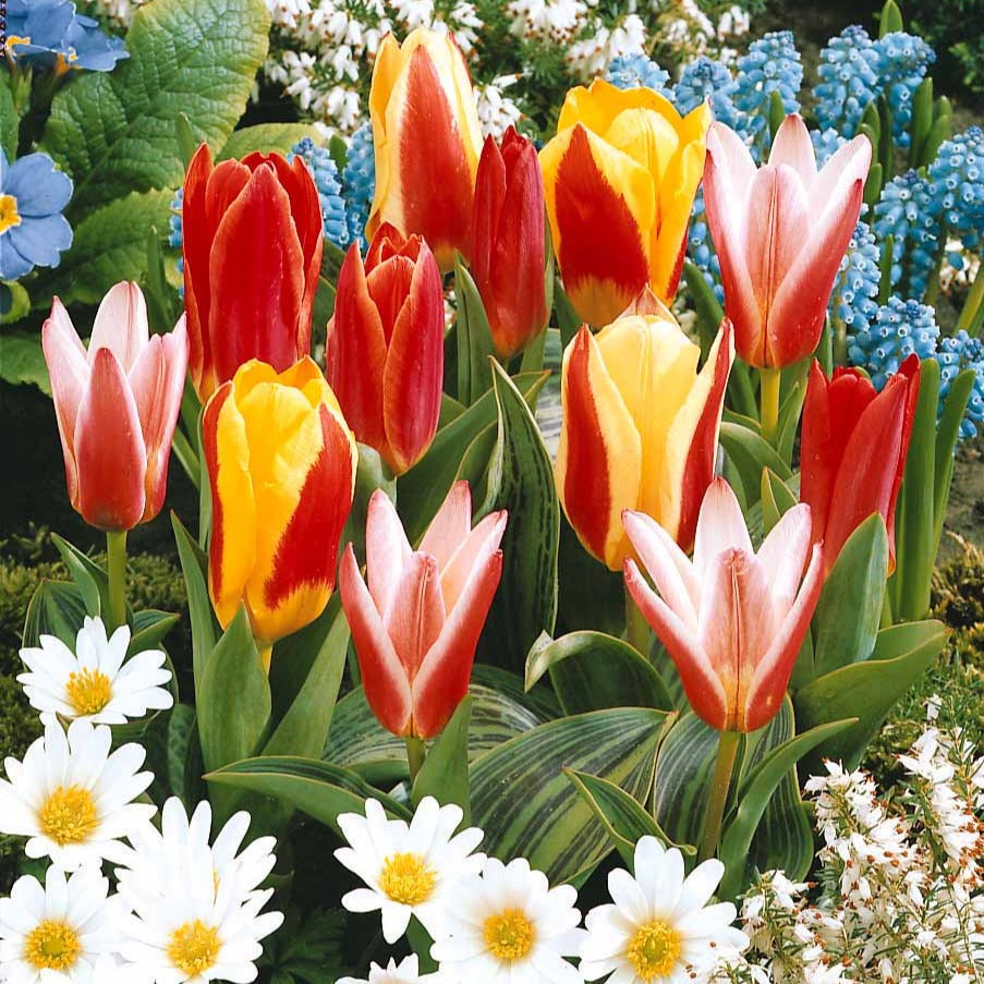 Tulpen Mix '3 maanden bloemen' (x60) - Tulipa - Bakker