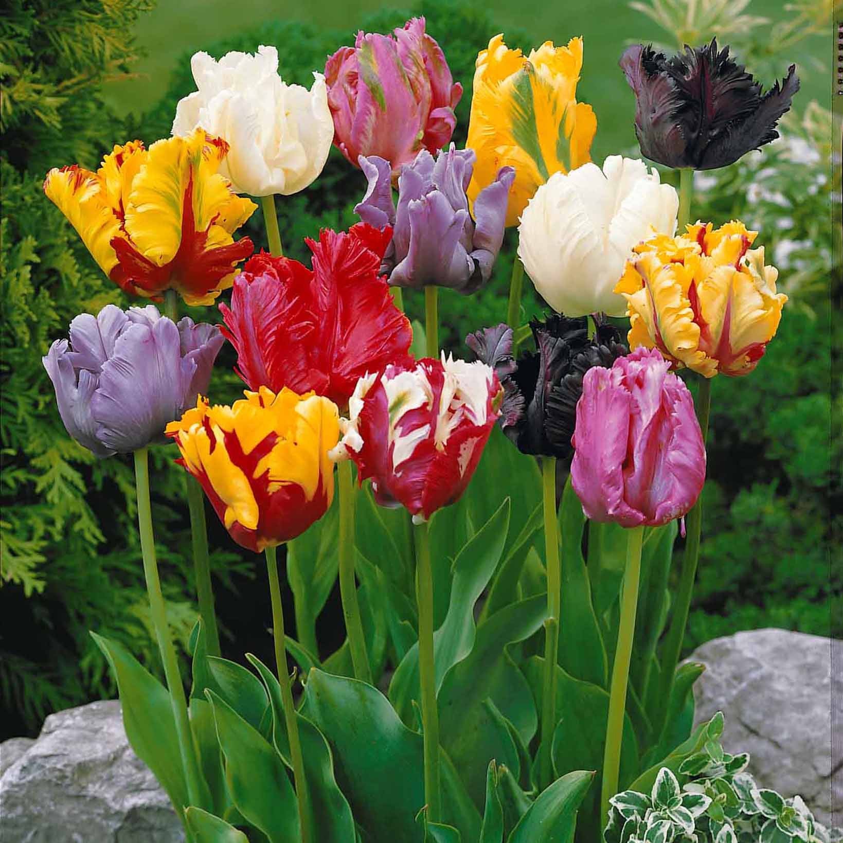 Tulipa - Tulpen Mix '3 maanden bloemen' (x60) - Tulpen