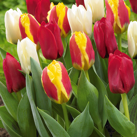 Greigii Tulpen gemengd (x20) - Bakker