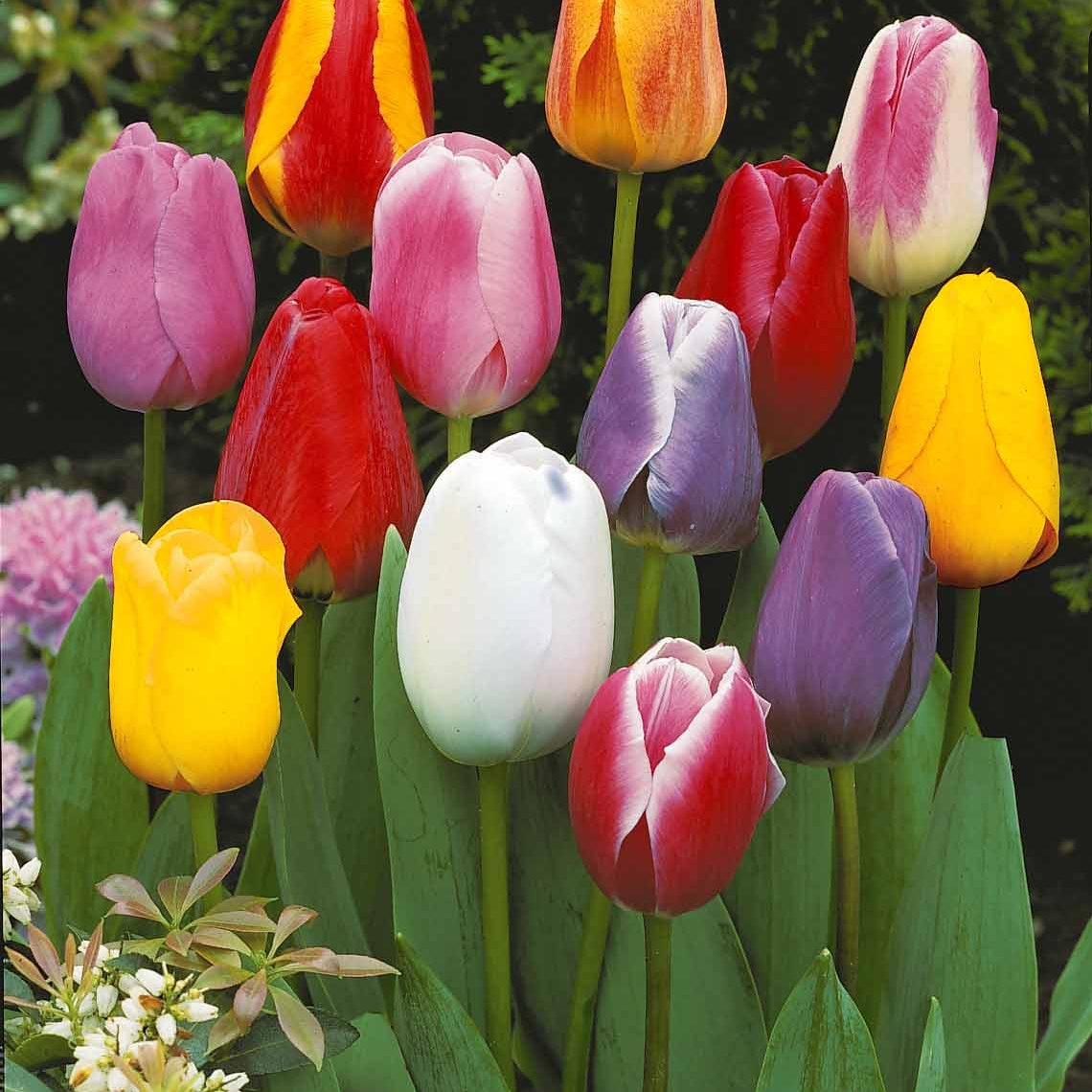 Enkele Late Tulpen gemengd (x20) - Bakker