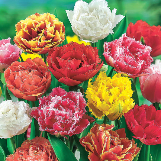 Gefranjerde tulpen gemengd (x20) - Bakker