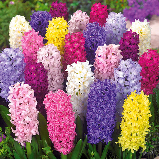 Hyacinthen gemengd - Bakker