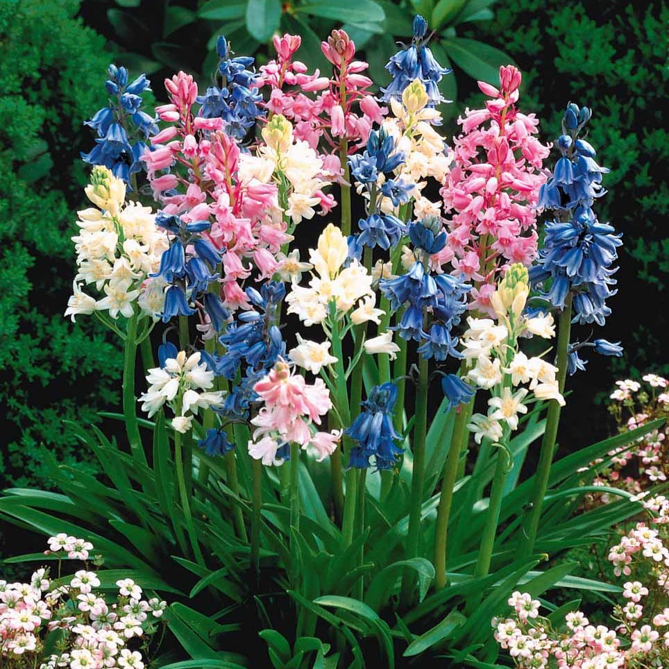 Hyacinthoides gemengd (x5) - Scilla campanulata - Bakker