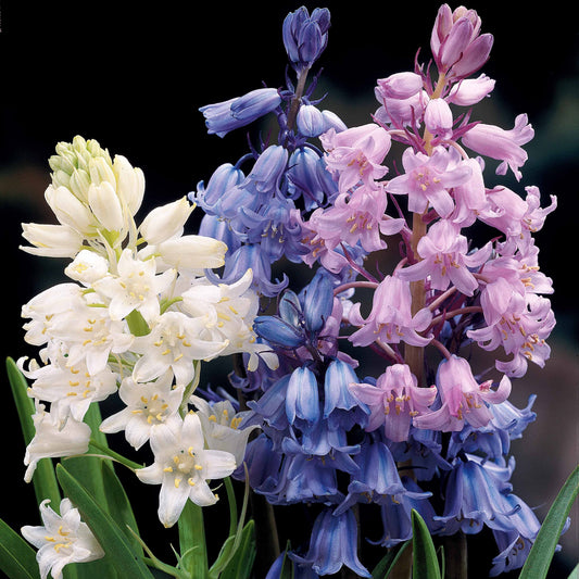 Hyacinthoides gemengd (x5) - Bakker