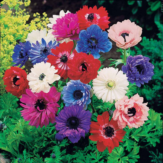 Dubbele anemonen gemengd (x30) - Bakker