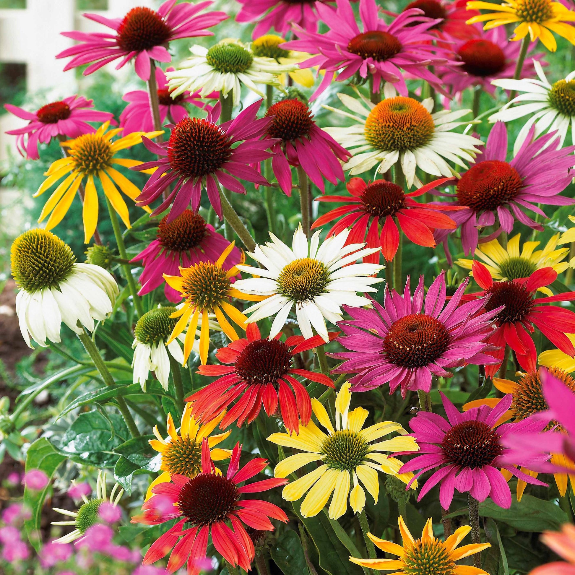 Zonnehoed Mix (x5) - Echinacea butterfly - Bakker