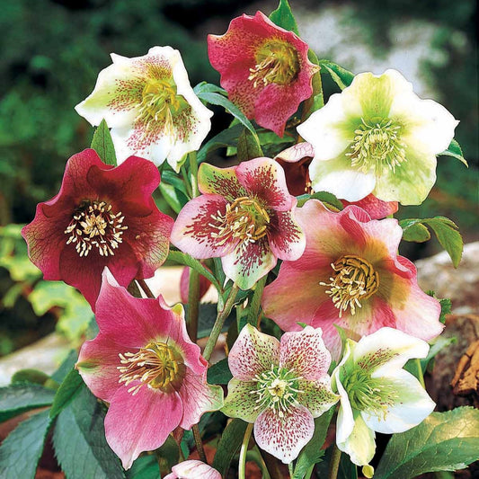 Kerstroos (x4) - Helleborus orientalis - Terras- en balkonplanten