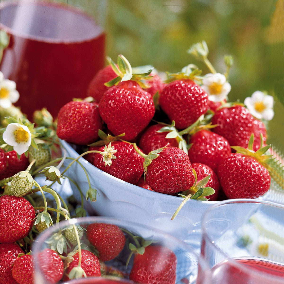 6 maanden collectie aardbeien: Savoureuse de Willemse, Mara des Bois, Gariguette (x60) - Fragaria la savoureuse de willemse cov ma48, mara - Bakker
