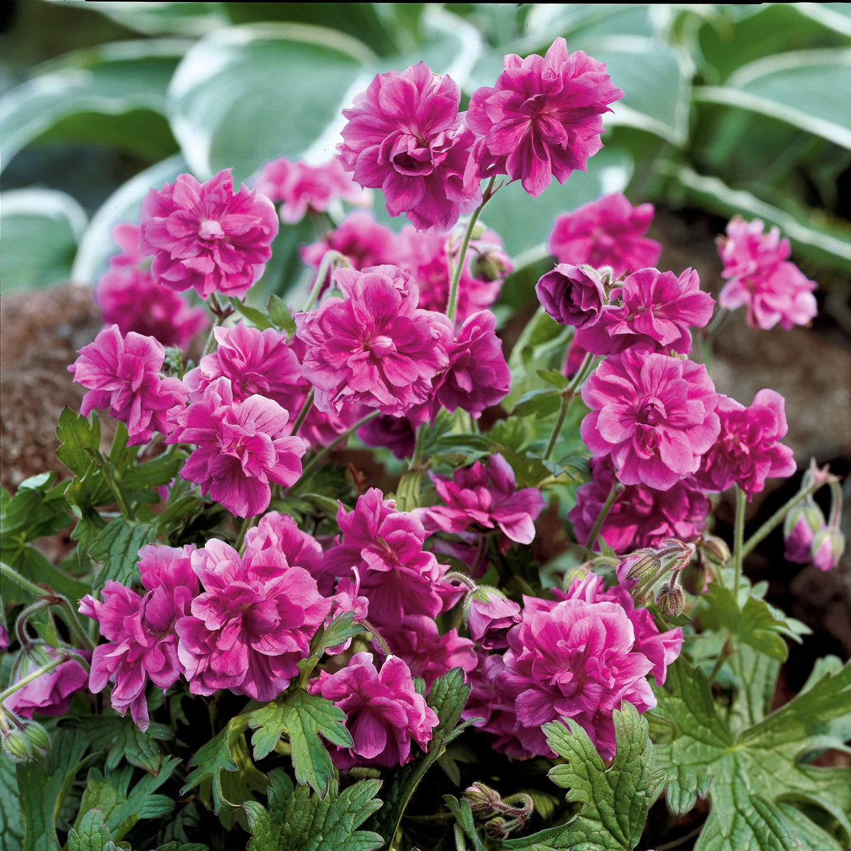 Geranium Mix - roze + blauw + wit (x3) - Geranium pratense double jewel, himalayense birch - Bakker