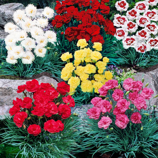 Grasanjer mix 'Fortuna', 'Haytor', 'Alice', 'Desmond' (x6) - Bakker