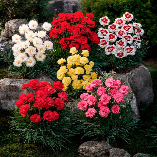 Grasanjer mix 'Fortuna', 'Haytor', 'Alice', 'Desmond' (x6)