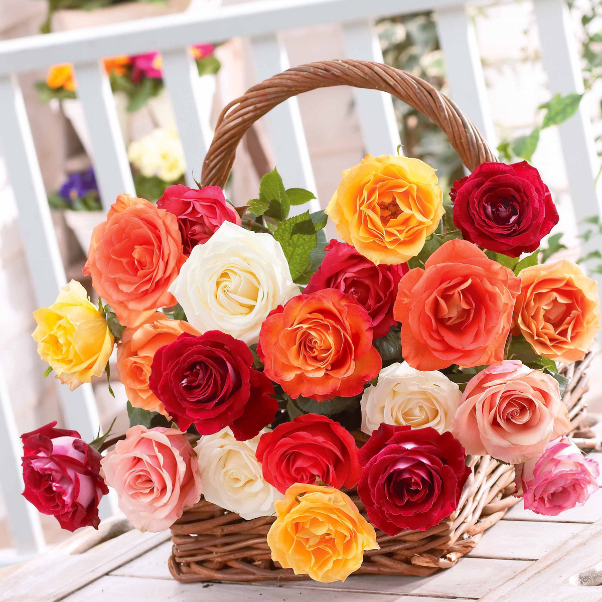 Struikroos Mix (x10) - Rosa - Bakker