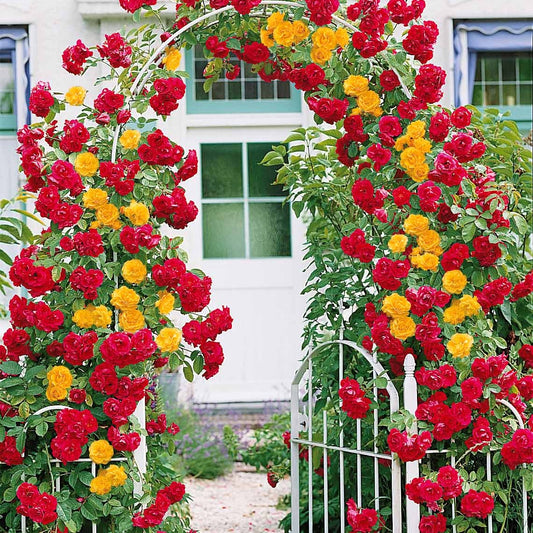 Klimroos Mix 'Vlammenspel' + 'Paul's Lemon' (x2) - Bakker