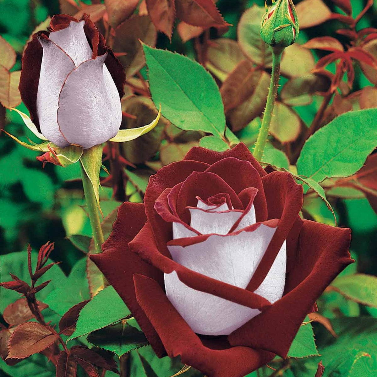 Rozenmix 'Osiria' + 'Famosa' + 'Double Delight' (x3) - Rosa 'osiria', 'famosa','double delight' - Bakker