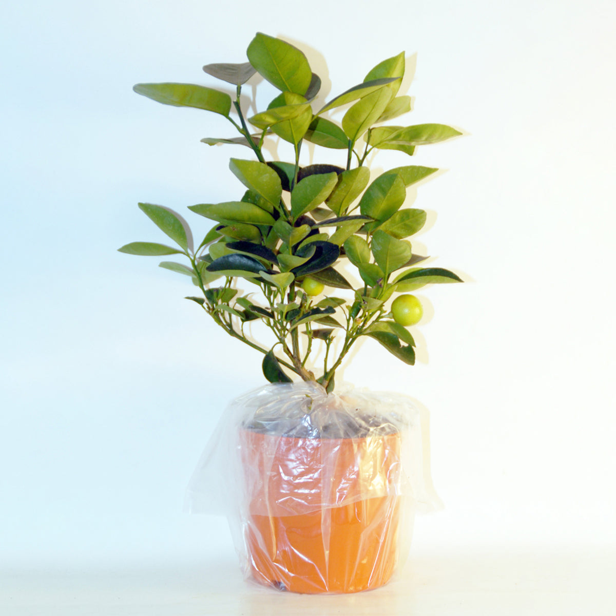 Citrusvruchten - Collectie van kumquat- en citroenbomen (x2) - Citrus lemon vulcan + fortunella