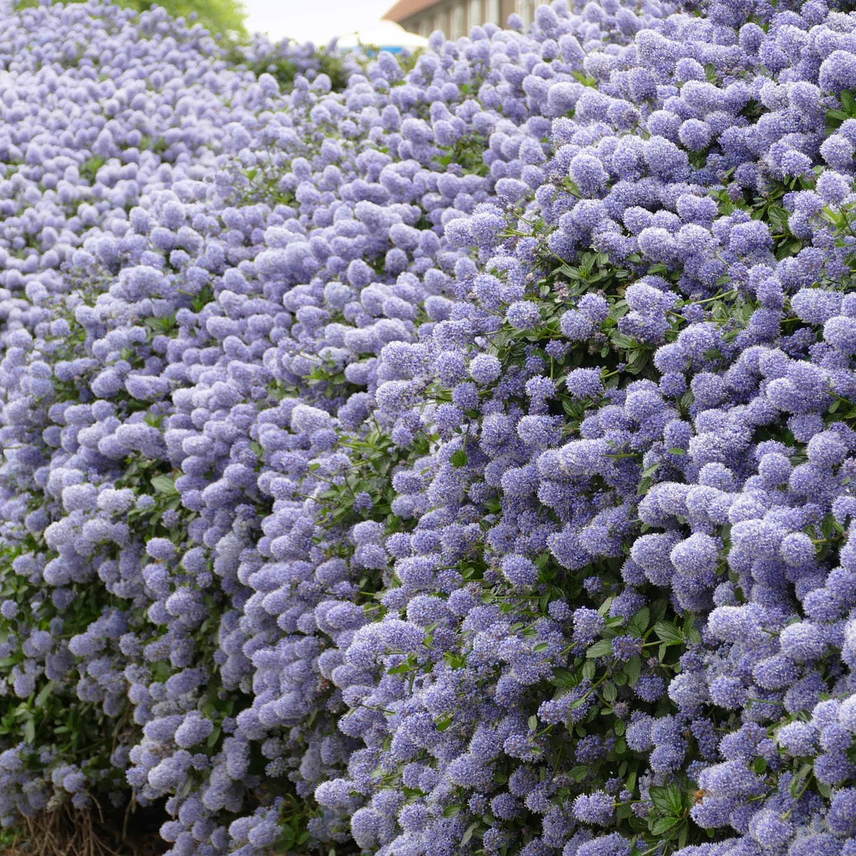 Ceanothus impressus victoria, ceanothus x pallidus - Collectie van Ceanothus (x2) - Ceanothus - Californische sering