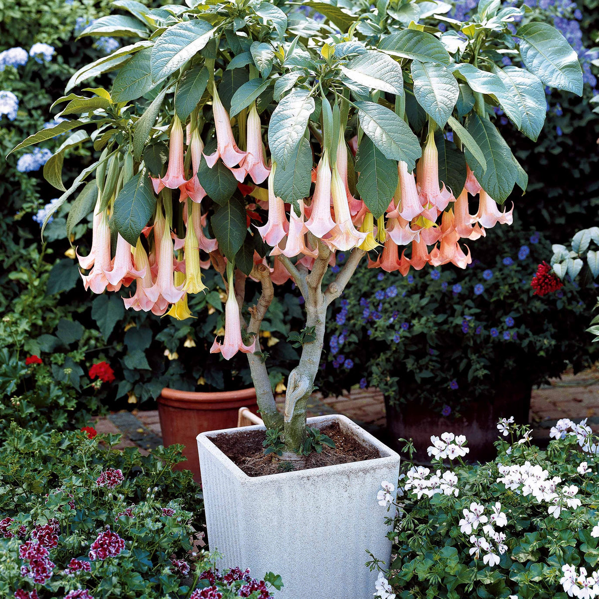 Brugmansia - Engelentrompet - Collectie Brugmansia's: rood, geel enroze (x3) - Brugmansia