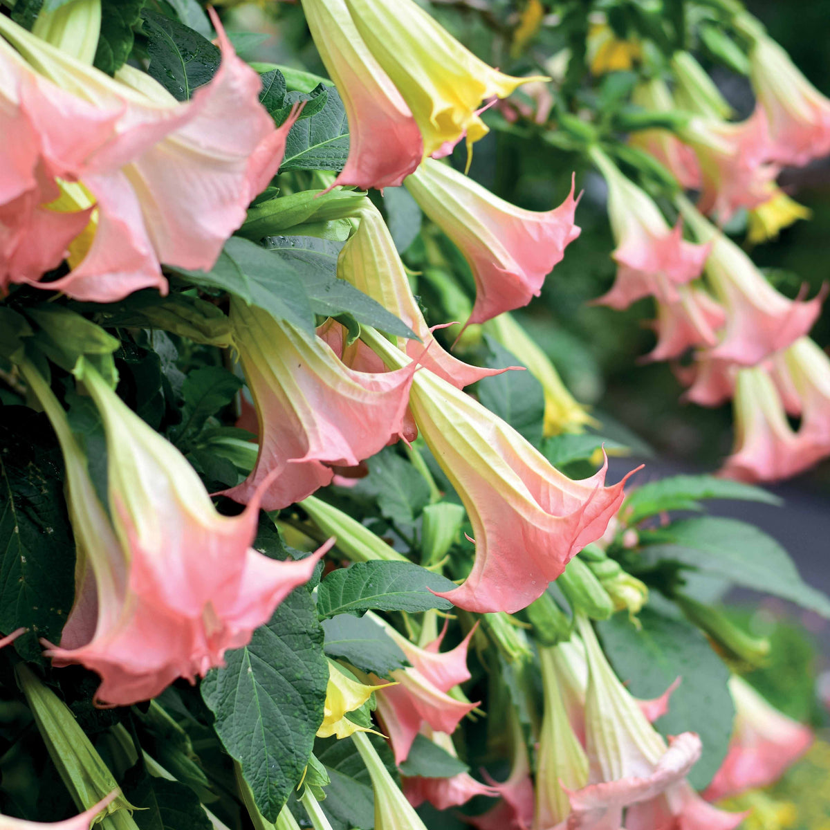 Collectie Brugmansia's: rood, geel enroze (x3) - Brugmansia - Engelentrompet - Bakker