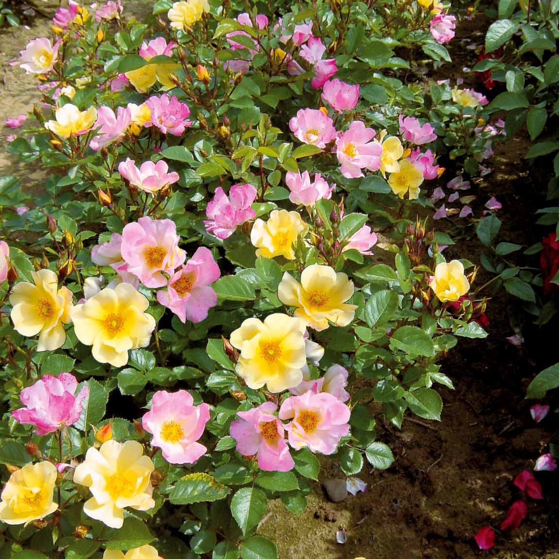 Collectie bodembedekkende rozen (Happy Chappy + Wonderland) (x6) - Rosa happy chappy , wonderland - Bakker