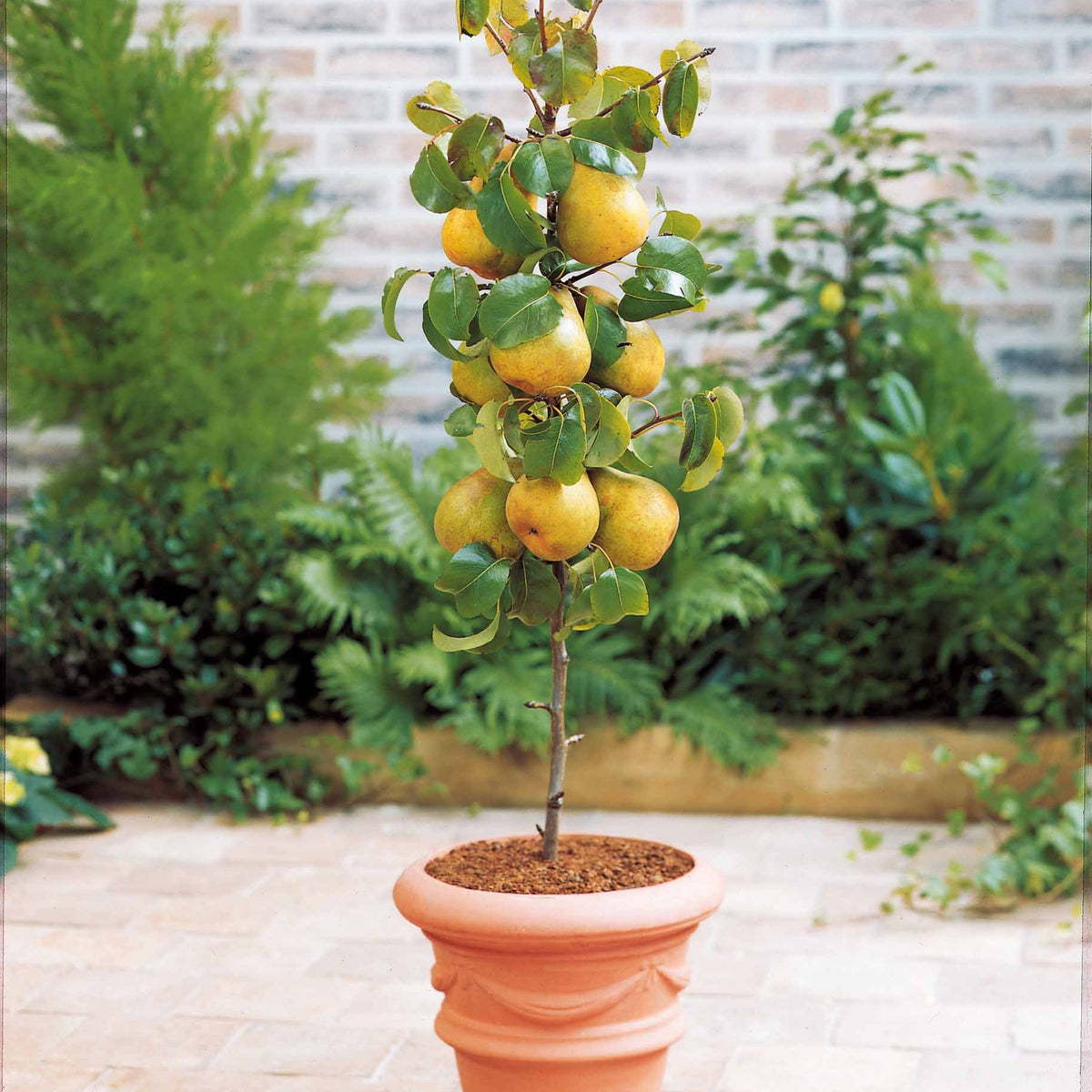 Verkoop Collectie zomerfruit minibomen (x4) - Pyrus communis, Prunus salicina ,Malus domestica, Prunus avium
