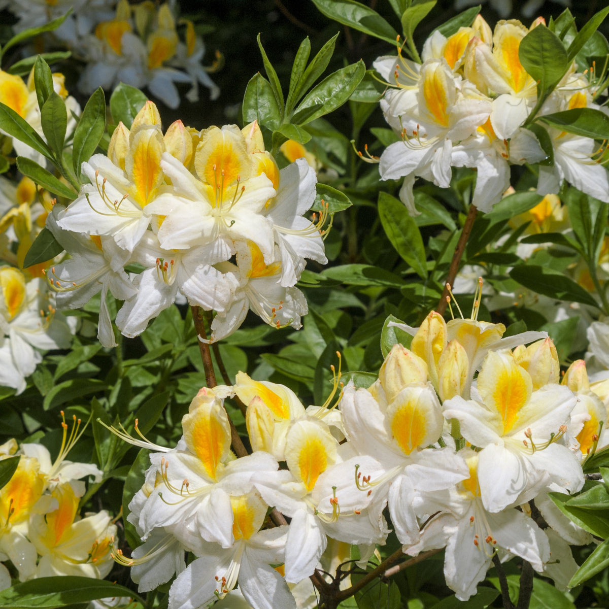 Azalea Mix - oranje + geel + wit - Rhododendron (Azalea) mollis - Bakker