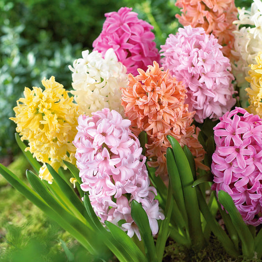 Hyacinthen pastel gemengd (x20) - Bakker