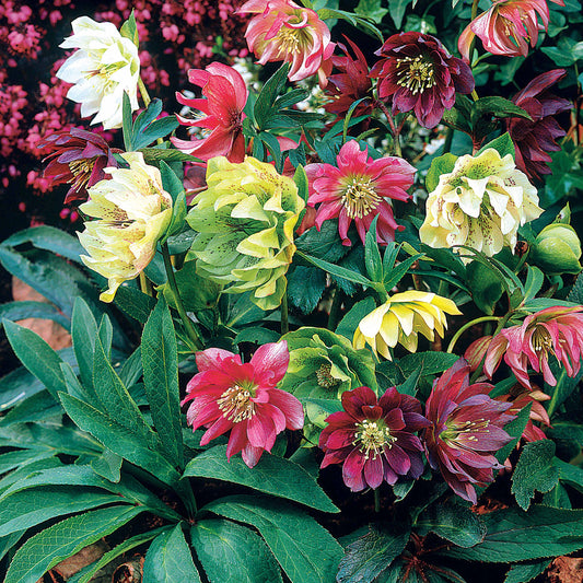 Nieskruid Mix (x3) - Bakker