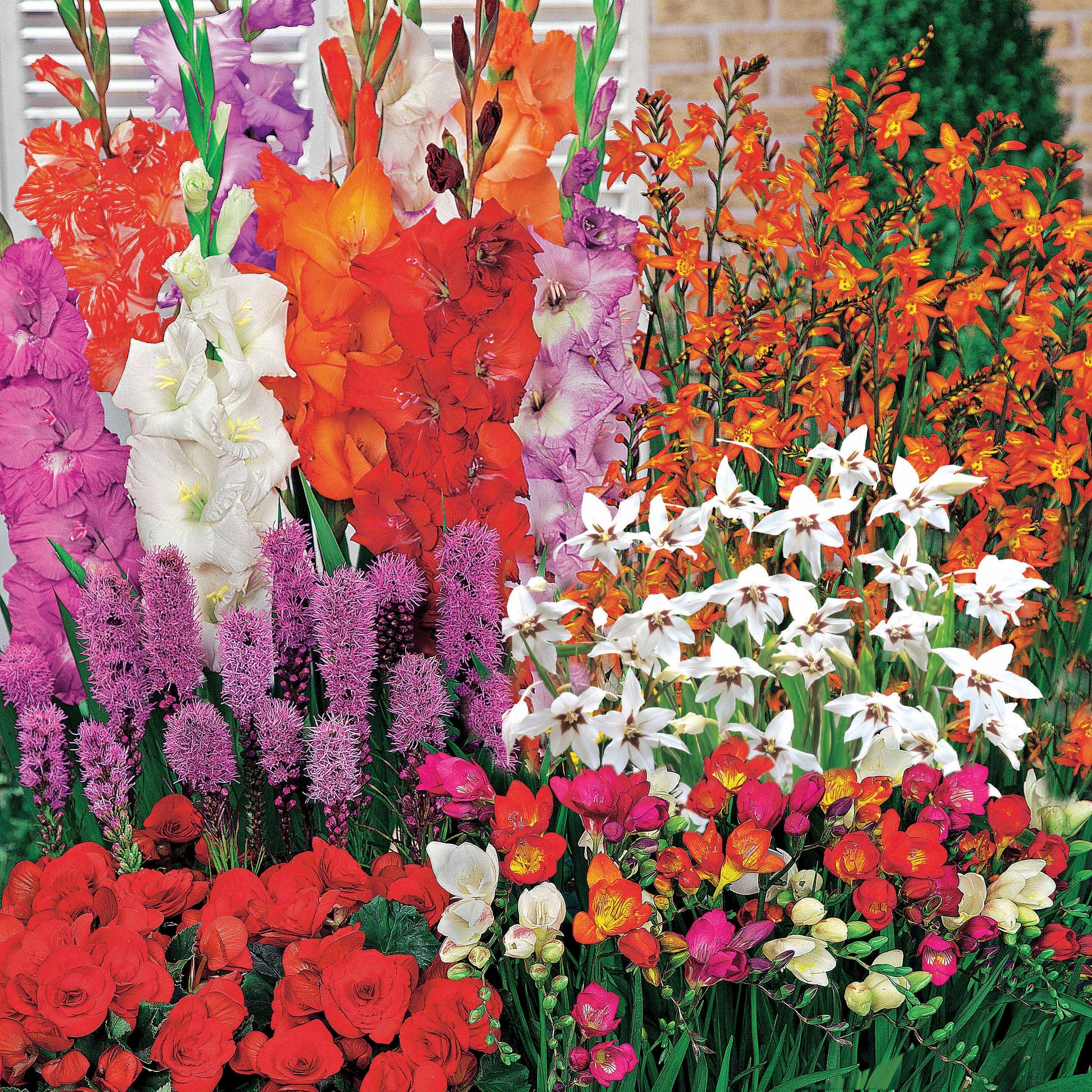 Bloembollenmix 'Zomerbloeiers' - 1,5 m² (x50) - Bakker