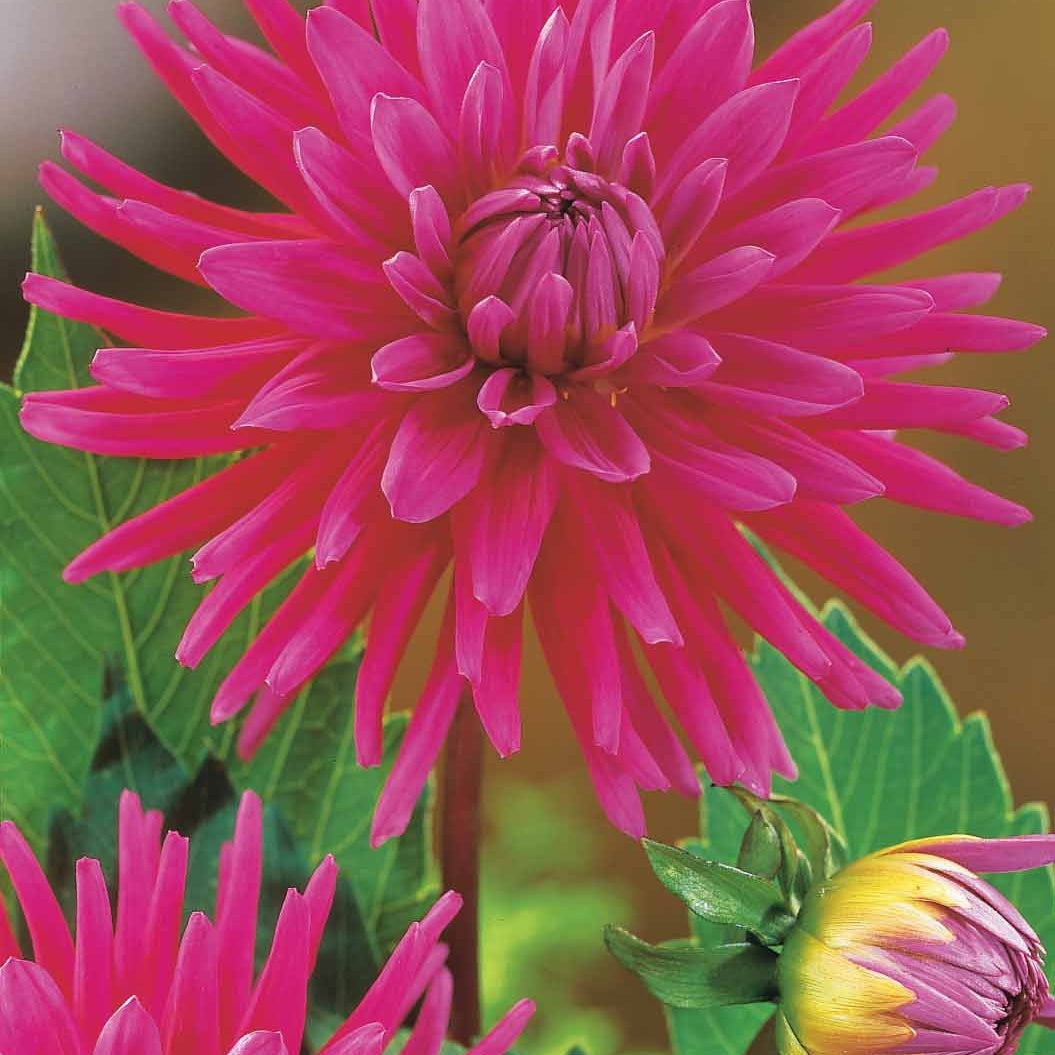 Dahlia 'haley jane', 'purple gem', 'oiseau de feu' - Cactus Dahlia Mix (x8) - Dahlia