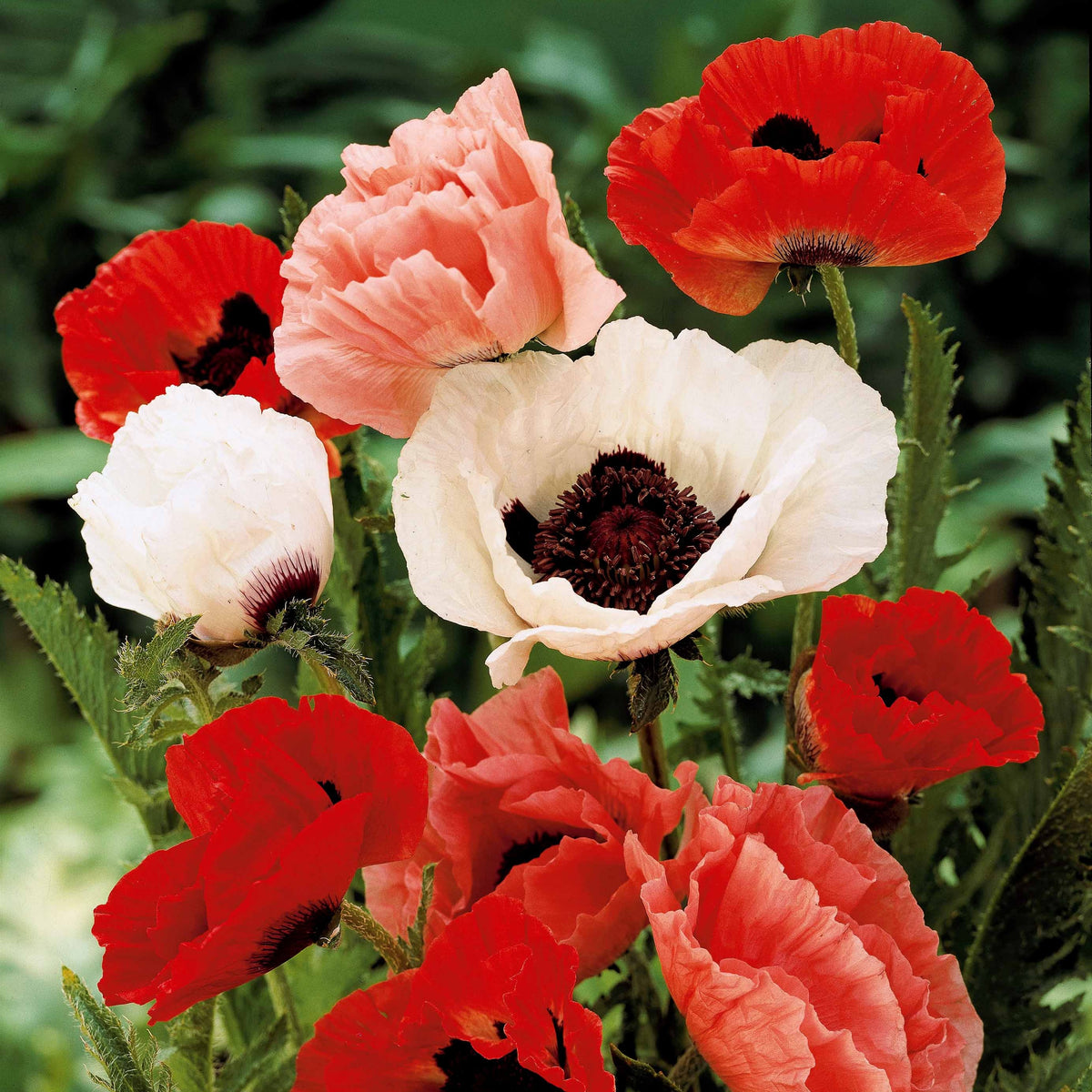 Oosterse klaproos (x3) - Papaver orientale - Bakker