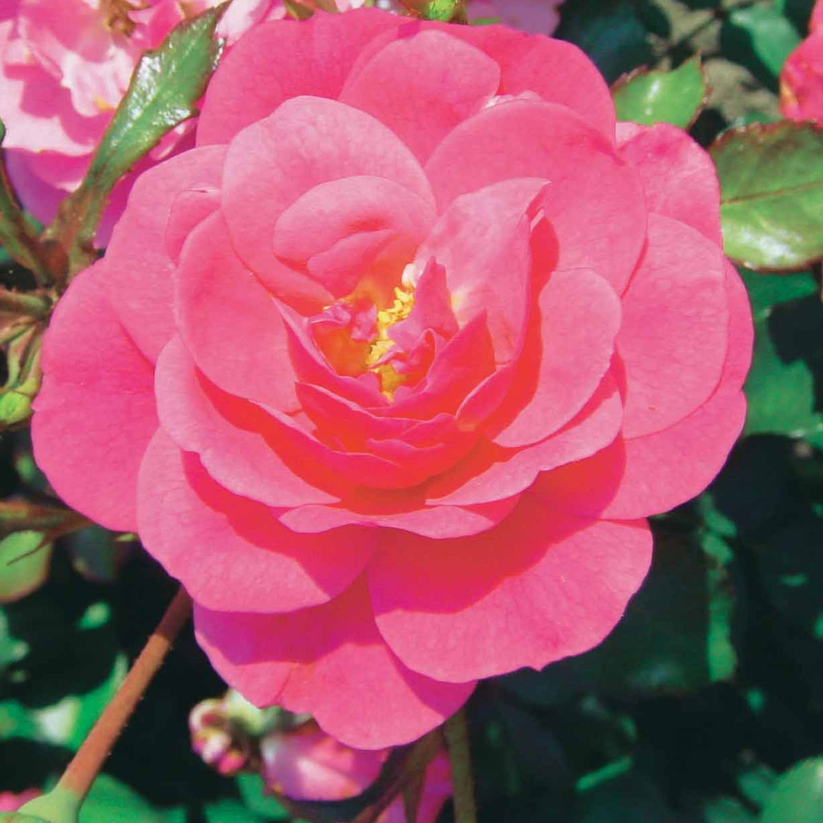 Bodembedekkende rozen - Bodembedekkende roos Mix 'Happy Chappy' + 'Mirato' (x6) - Rosa happy chappy , mirato