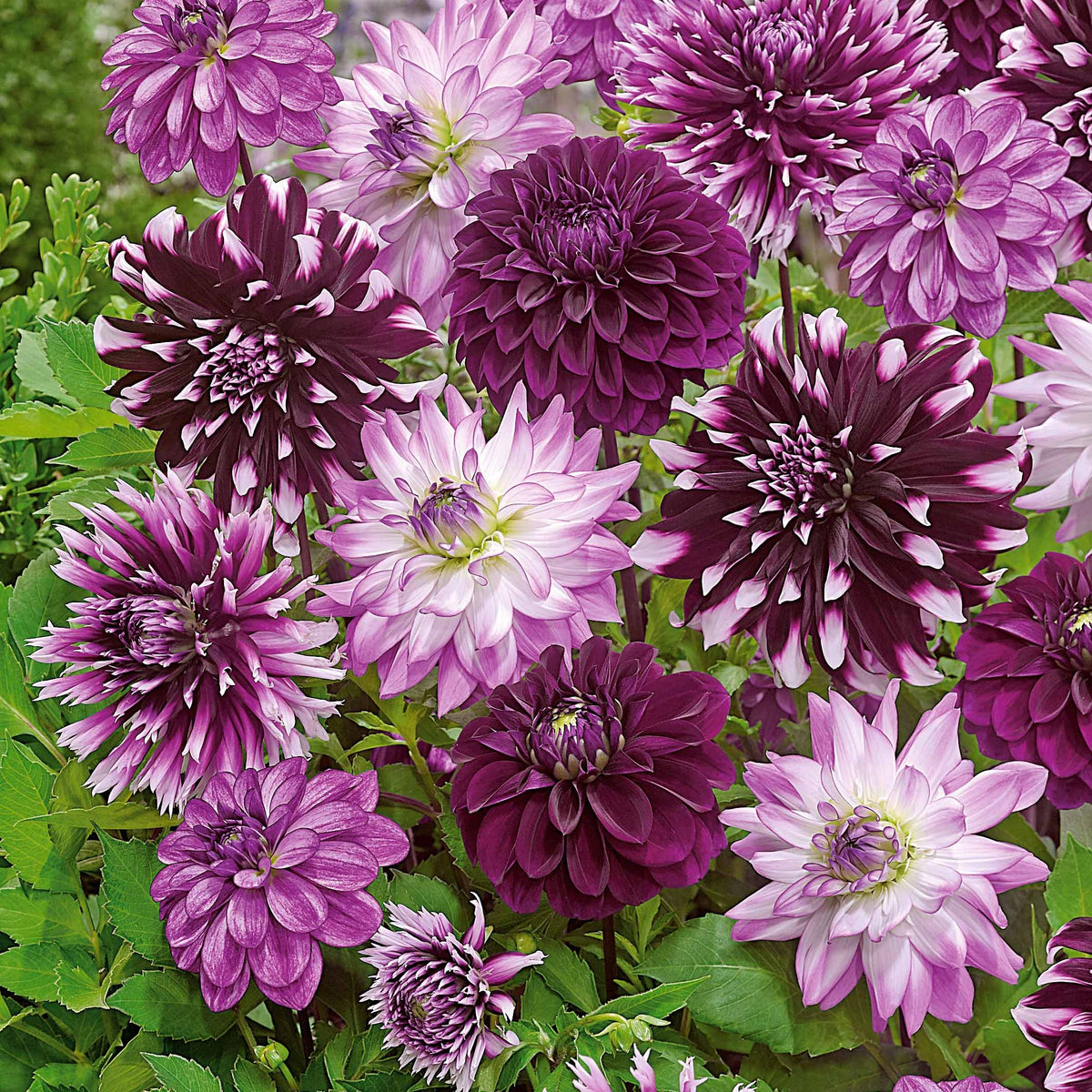 Dahlia Mix 'Grootbloemig' (x5) - Dahlia - Bakker