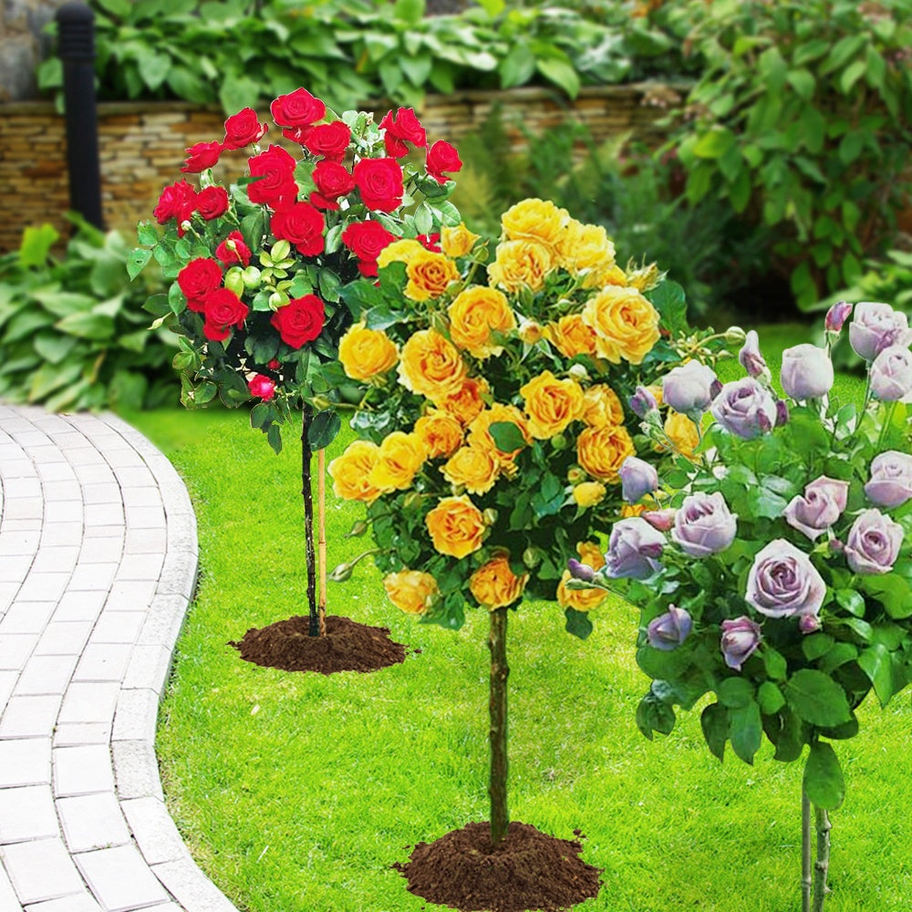 Stamrozen Mix 'Walztime'+ 'Sunsilk' + 'Dame de Coeur' (x3) - Rosa 'walztime' 'sunsilk''dame de coeur' - Bakker