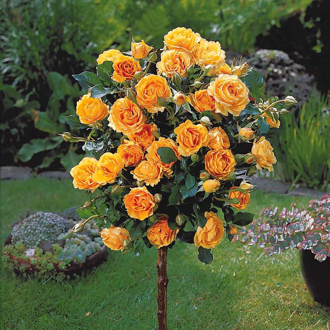 Rosa 'walztime' 'sunsilk''dame de coeur' - Stamrozen Mix 'Walztime'+ 'Sunsilk' + 'Dame de Coeur' (x3) - Rozen op stam