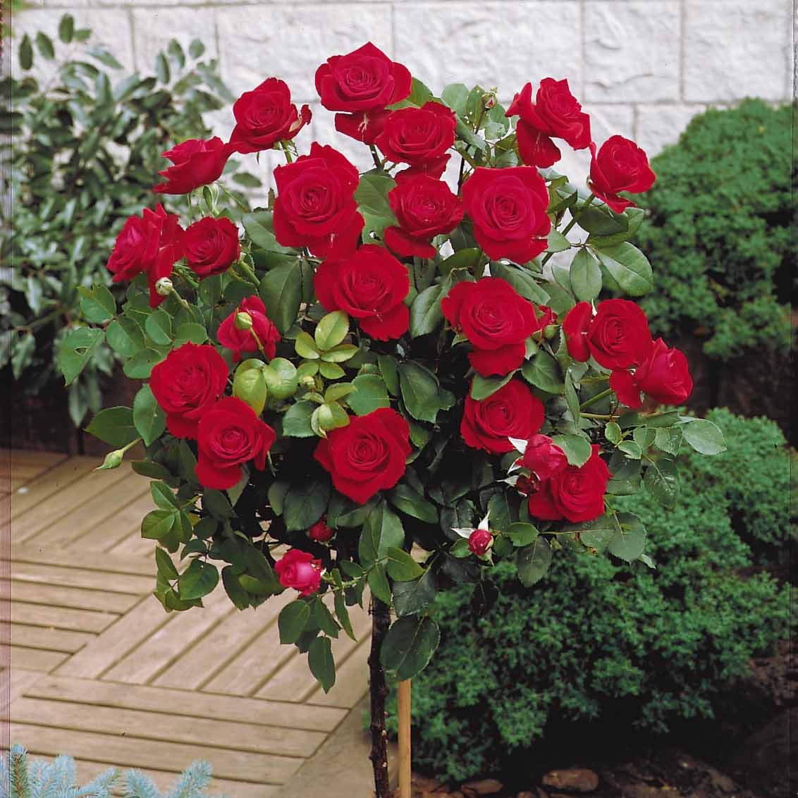 Rozen op stam - Stamrozen Mix 'Walztime'+ 'Sunsilk' + 'Dame de Coeur' (x3) - Rosa 'walztime' 'sunsilk''dame de coeur'