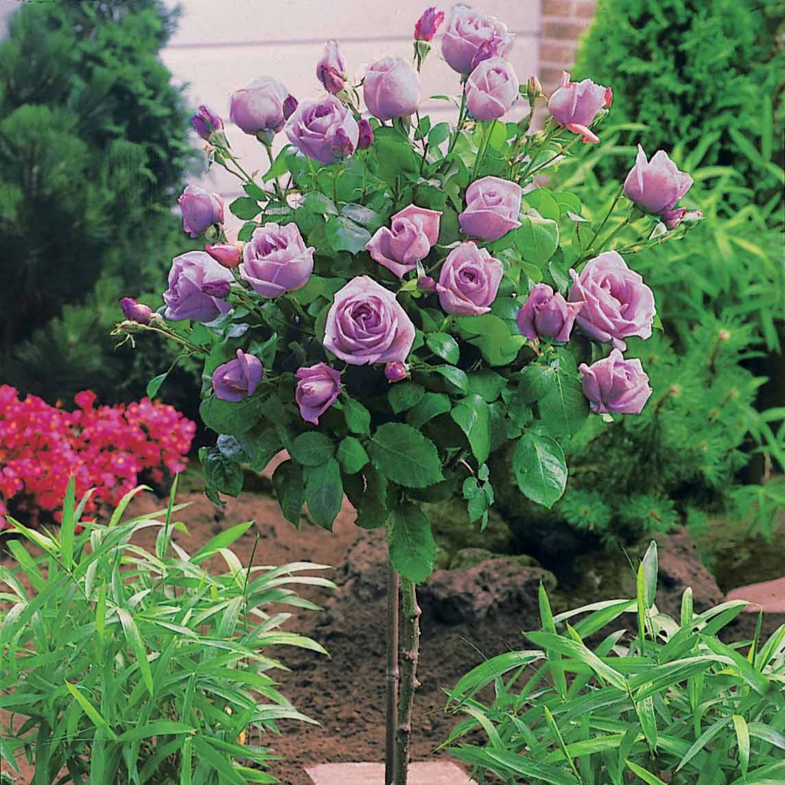 Verkoop Stamrozen Mix 'Walztime'+ 'Sunsilk' + 'Dame de Coeur' (x3) - Rosa 'walztime' 'sunsilk''dame de coeur'