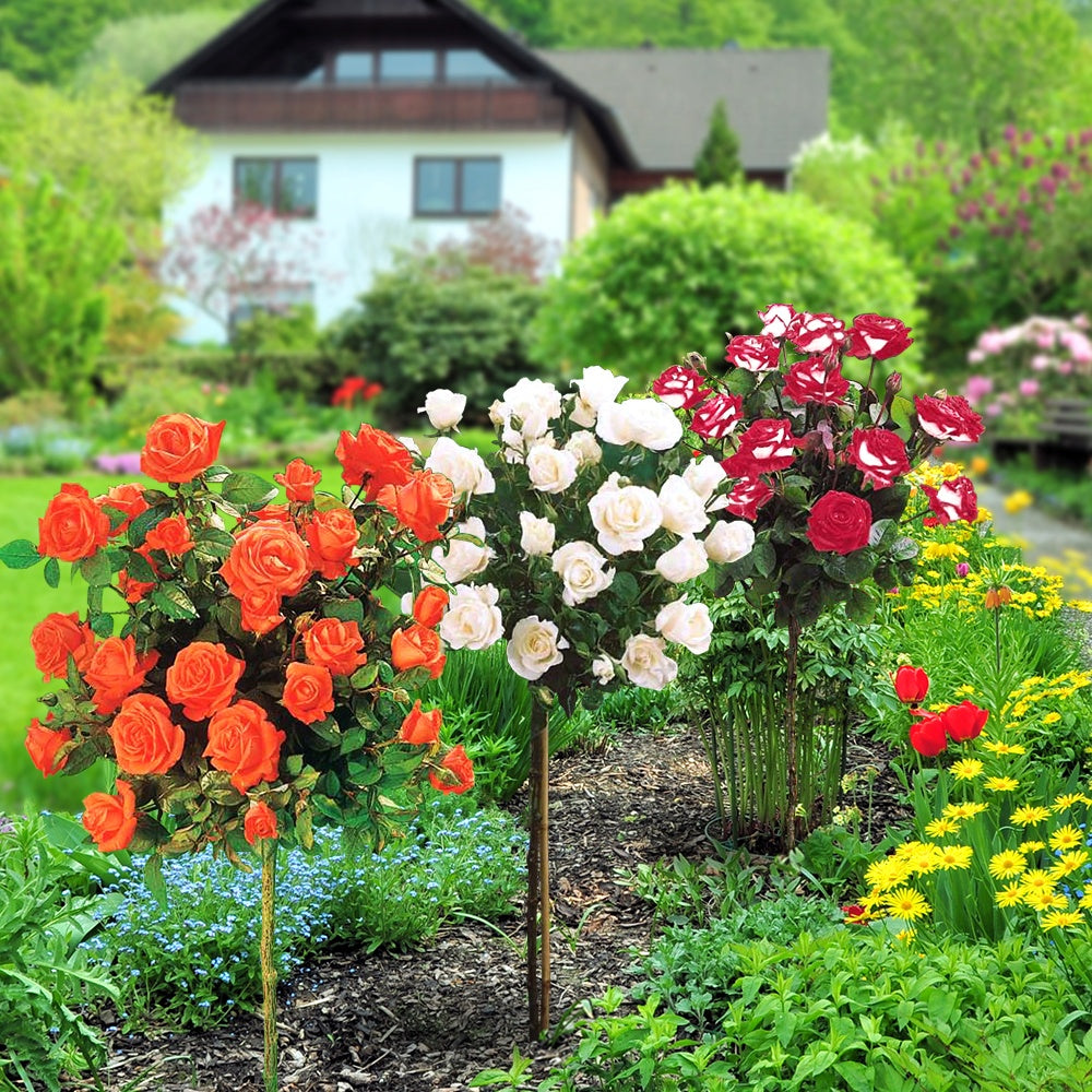 Stamroos Mix 'Ramona' + 'Korbin' + 'Orisia' (x3) - Rosa 'ramona', 'korbin', 'osiria' - Bakker