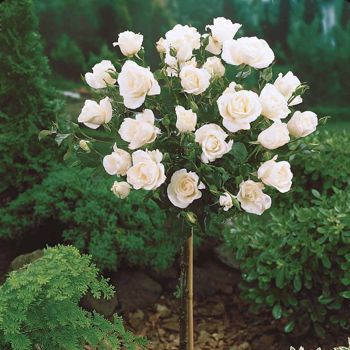 Rozen op stam - Stamroos Mix 'Ramona' + 'Korbin' + 'Orisia' (x3) - Rosa 'ramona', 'korbin', 'osiria'