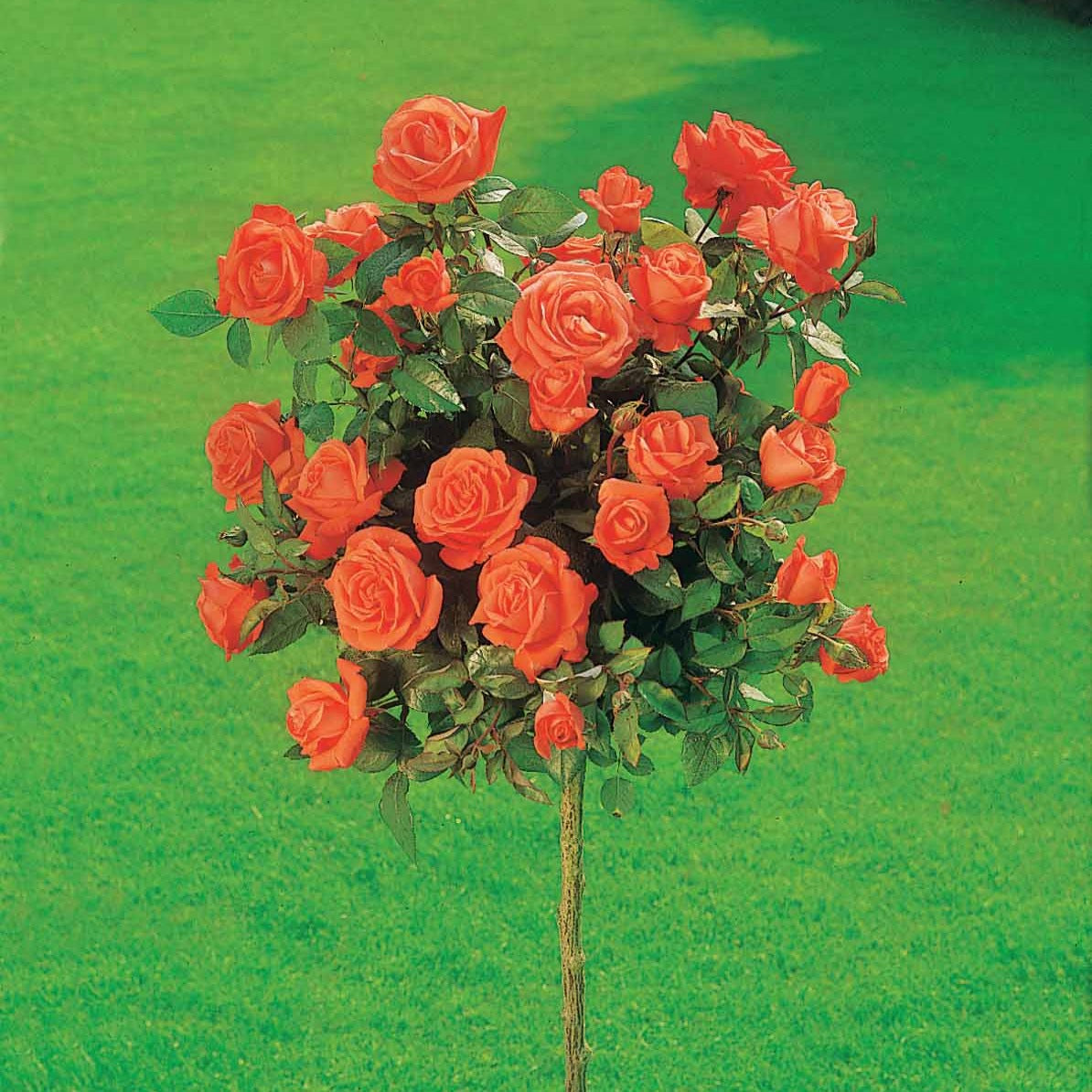 Verkoop Stamroos Mix 'Ramona' + 'Korbin' + 'Orisia' (x3) - Rosa 'ramona', 'korbin', 'osiria'