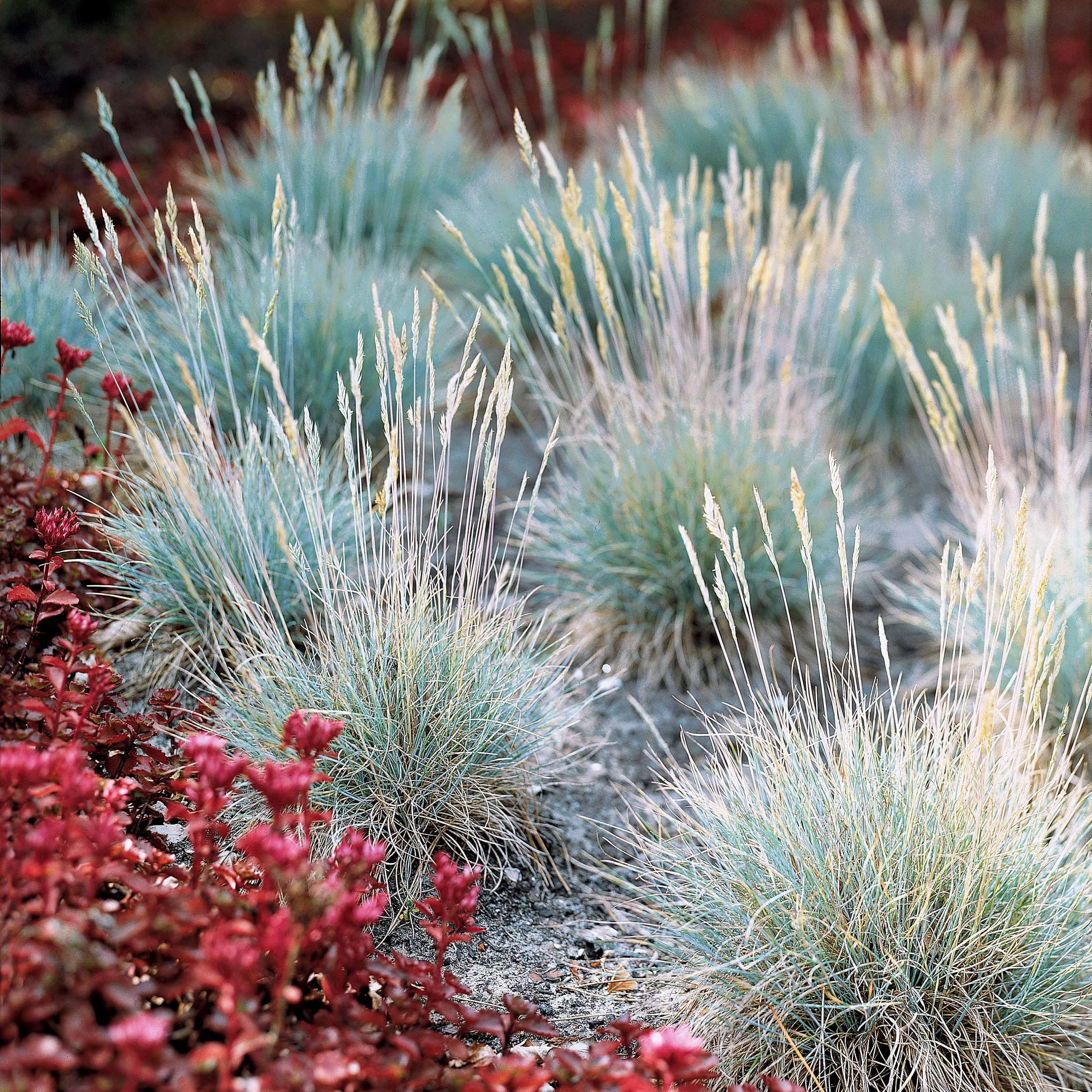 Siergras Mix (x3) - Imperata cylindrica Red Baron, Carex oshimensis Evergreen, Festuca glauca - Bakker