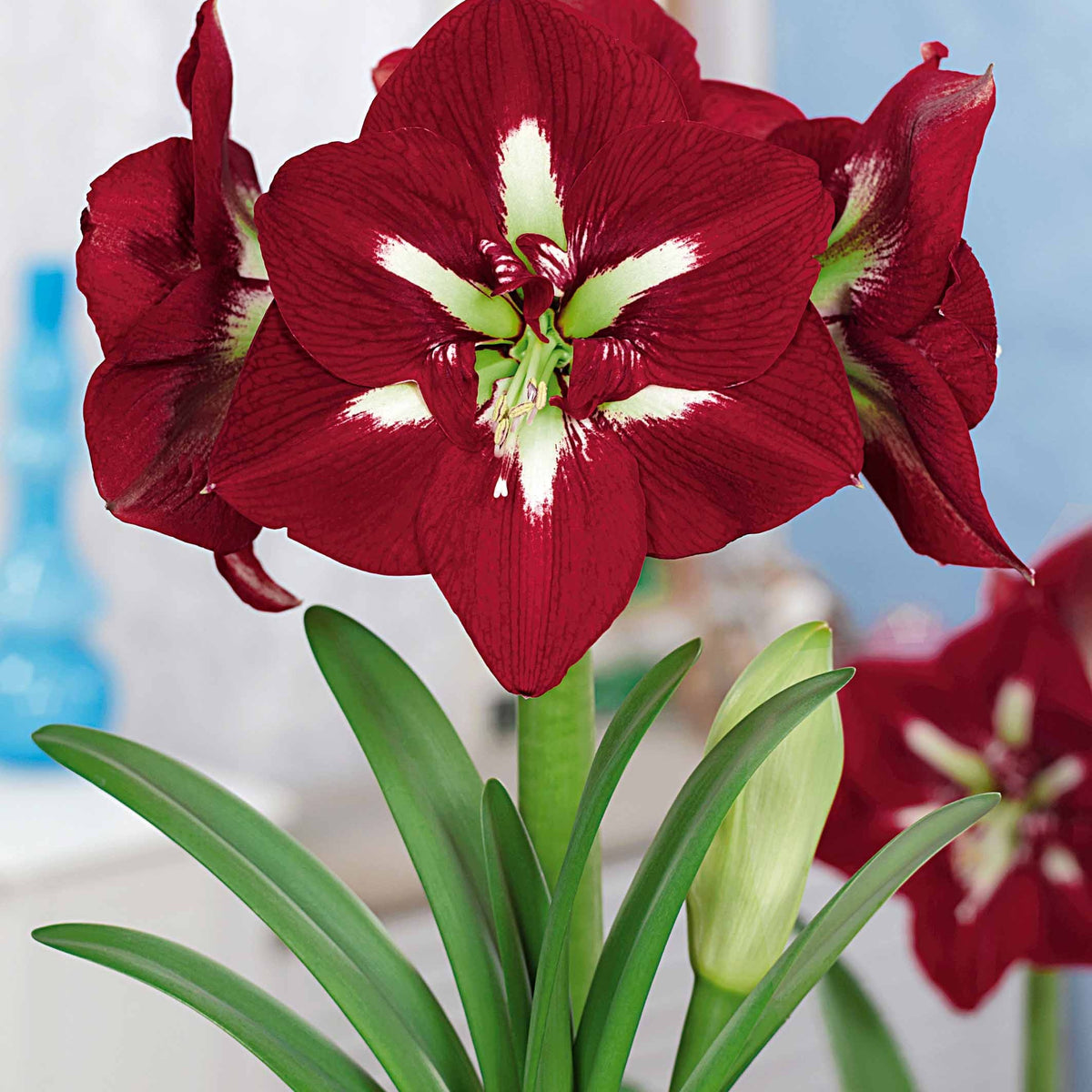 Extra grote amaryllis Mix - Amaryllis barbados , exposure - Bakker