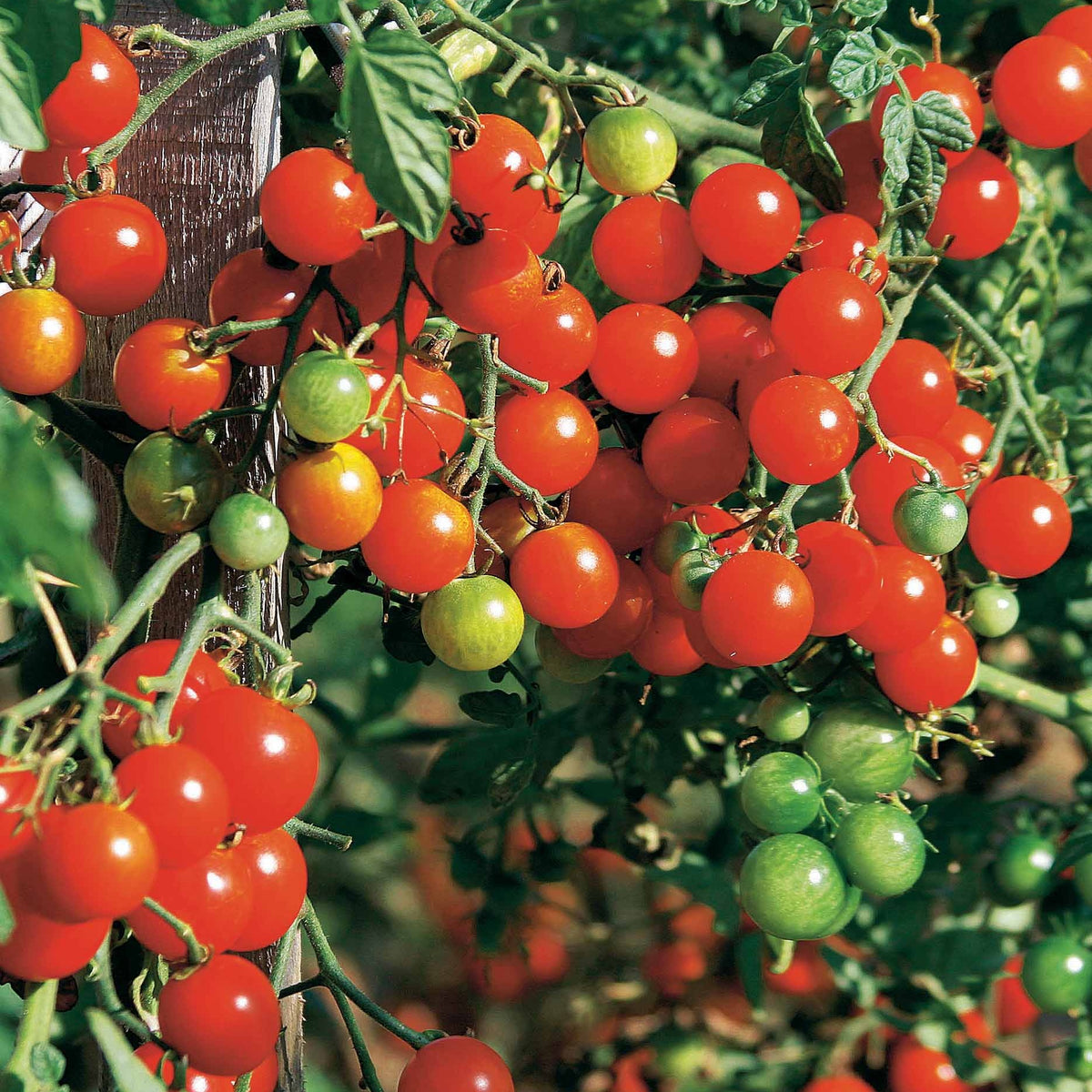 Verkoop Collectie tomaten - Collection 4 tomates : Rose de Berne, Roma, Merveille des marchés, Sw