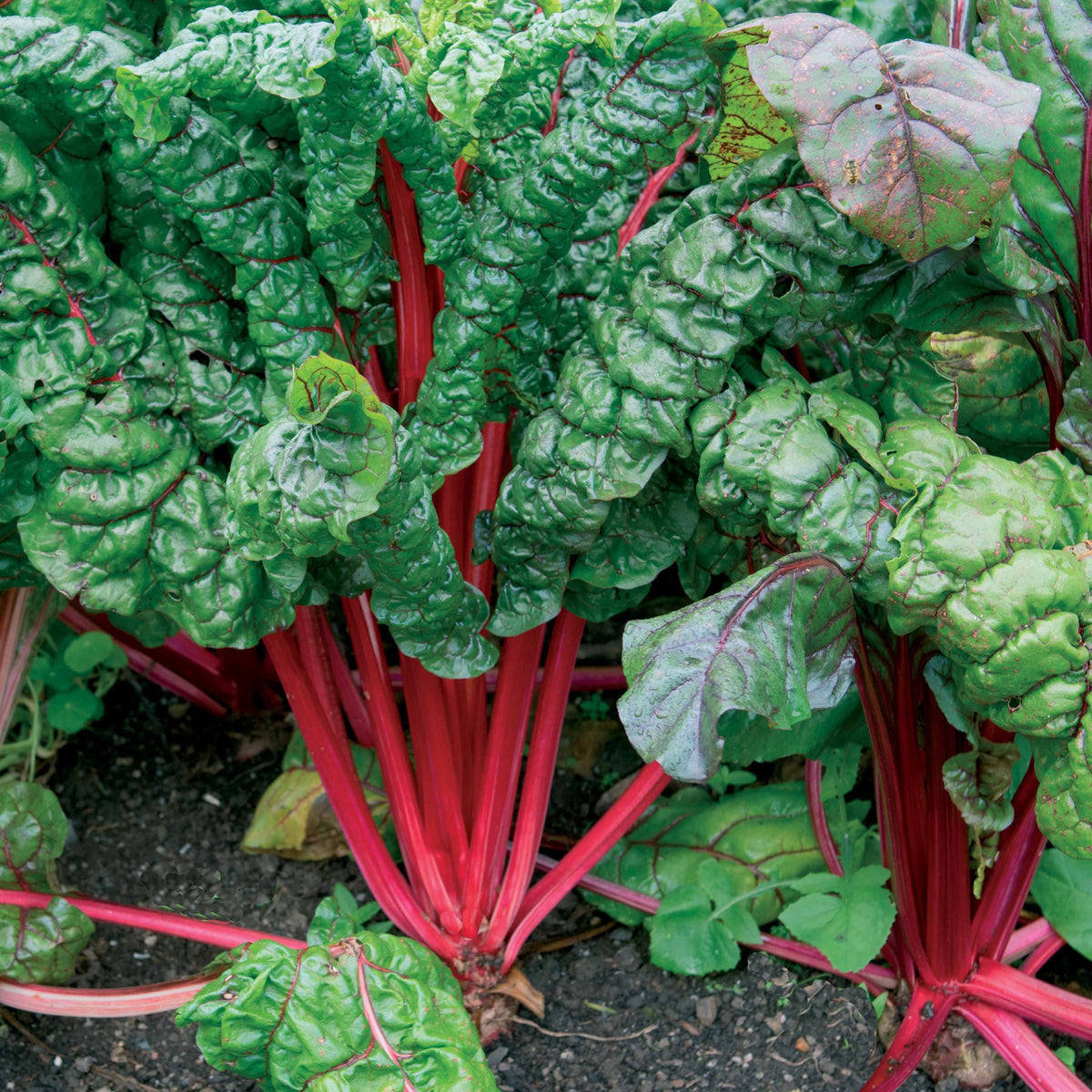 Snijbiet 'Rhubarb Chard' - Beta vulgaris cicla - Bakker