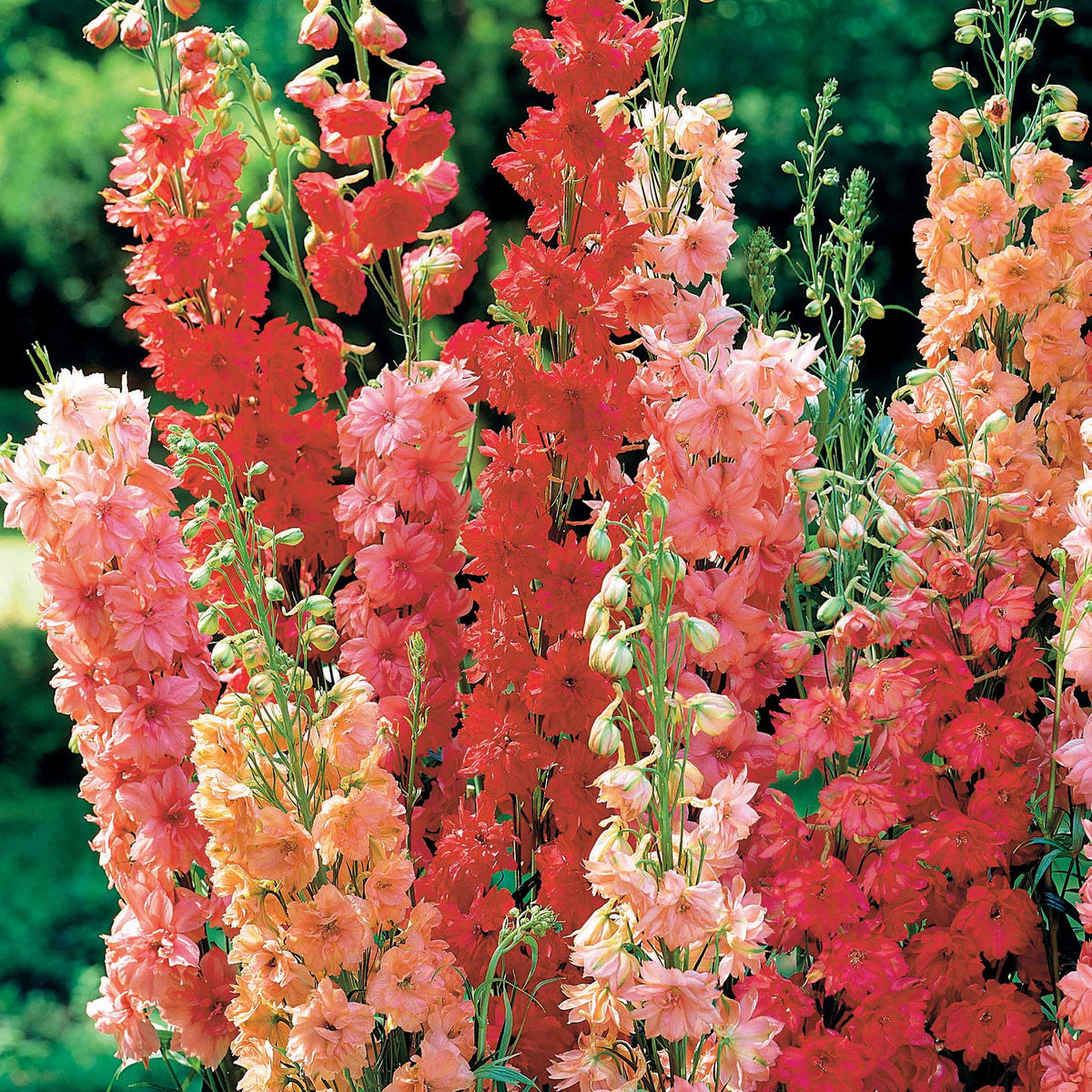 Ridderspoor Mix - rood (x3) - Bakker