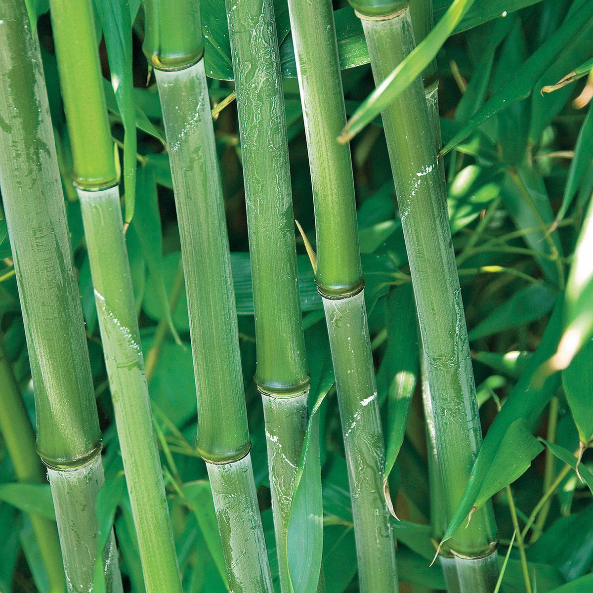 Verkoop Bamboe Collectie: groen, geel, rood (x3) - Phyllostachys bissetii, aureosulcata Aureocaulis, Fargesia scabrida Asian Wonder