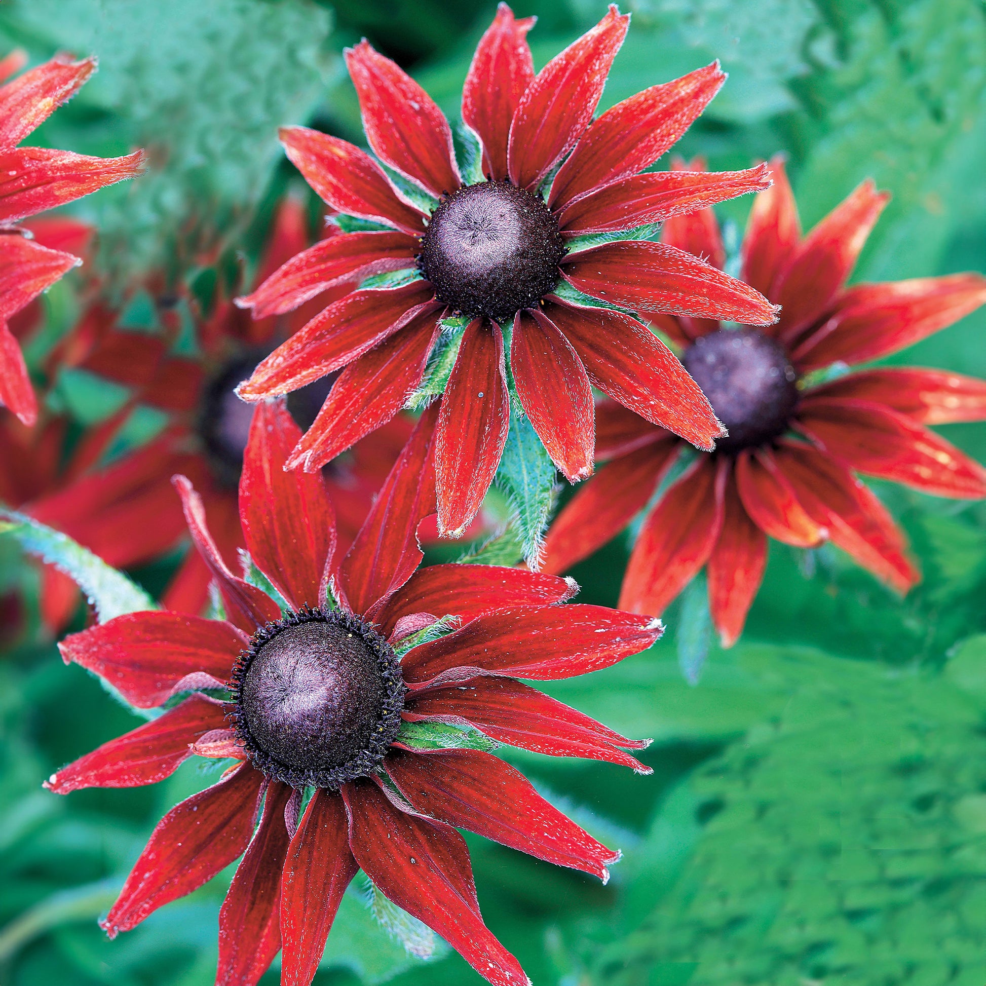 Bloeiende vaste planten - Zonnehoed, Kokardebloem, Margriet (x6) - Rudbeckia, gaillardia, leucanthemum
