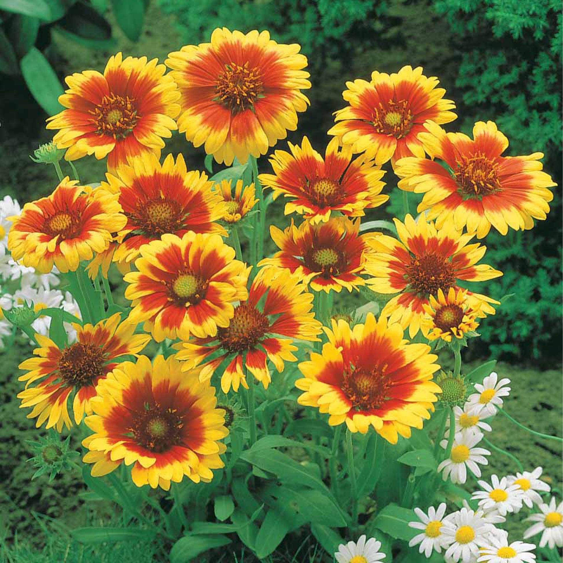 Rudbeckia, gaillardia, leucanthemum - Zonnehoed, Kokardebloem, Margriet (x6) - Bloeiende vaste planten